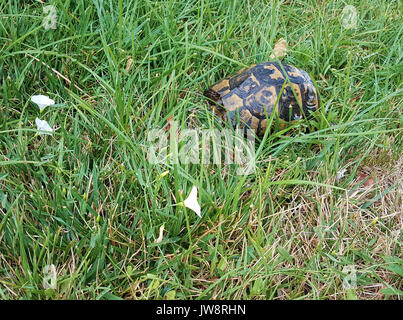 Petite Tortue humide après la pluie sur l'herbe verte avec de petites fleurs blanches Banque D'Images