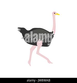 Vector illustration d'oiseaux africains exécutant ostrich isolé sur fond blanc. Illustration de Vecteur