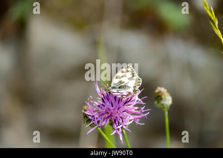 Papillon orange posés sur fond de fleurs de mauve dans la région du Trentin-Haut-Adige Banque D'Images