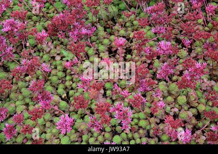 Sedum spurium orpin plante fleurs Banque D'Images