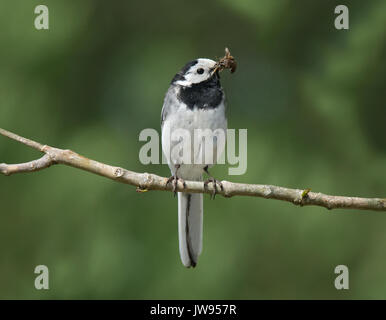 Bergeronnette printanière, Motacilla alba grèbe, perché sur une branche avec des proies dans le loch Lomond Banque D'Images