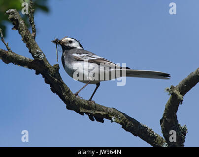 Bergeronnette printanière, Motacilla alba grèbe, perché sur une branche avec des proies dans le loch Lomond Banque D'Images