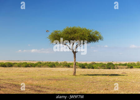 Flying Eagle loin de arbre dans la Savane au sud Banque D'Images