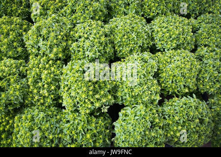 Gros plan de basilic jardinage plantes plein cadre arrière-plan. Banque D'Images