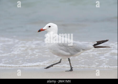 D'Audouin (Larus audouinii, Ibiza, Baléares, Mer Méditerranée Banque D'Images