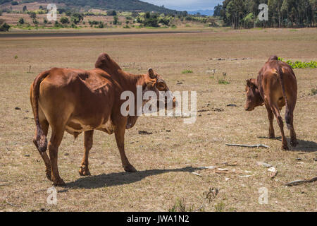 Zébu rouge Iringa (Bos indicus) d'être rassemblés pour le traitement vétérinaire dans les hautes terres de la Tanzanie près de Iringa Banque D'Images