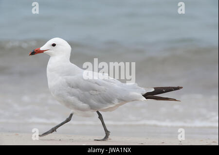 D'Audouin (Larus audouinii, Ibiza, Baléares, Mer Méditerranée Banque D'Images