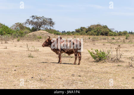 Zébu rouge Iringa (Bos indicus) d'être rassemblés pour le traitement vétérinaire dans les hautes terres de la Tanzanie près de Iringa Banque D'Images