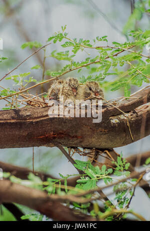 Deux escabs ou poussins de Dove riant (Spilopelia senegalensis), en nid de brindilles, parc national de Keoladeo Ghana, Bharatpur, Rajasthan, Inde Banque D'Images