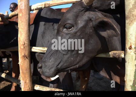 Zébu (Bos indicus) dans un enclos (écraser) pour les soins d'un vétérinaire dans le parc près de Iringa, Tanzanie avec mouches gênantes autour de l'alimentation Banque D'Images