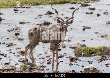 Homme grand koudou (Tragelaphus strepsiceros) à un point d'arrosage dans le Ruaha National Park, Tanzania Banque D'Images