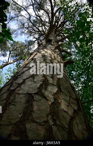 Vieux pin Banque D'Images