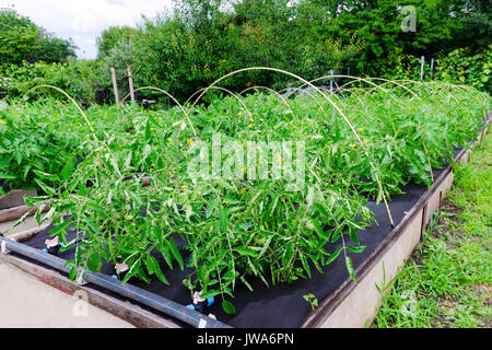 Les buissons de tomates cultivées sur un non-tissé en polypropylène agriculture transformation «spunbond». Tomate barrière contre les mauvaises herbes Banque D'Images