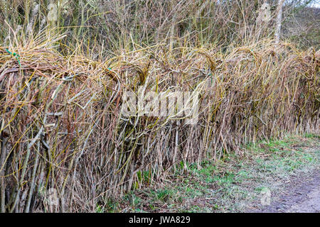 Les Saules, également appelé sallows, osiers, et du genre Salix tissées ensemble pour former une barrière de couverture, England, UK Banque D'Images