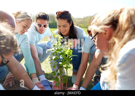 Groupe de bénévoles la plantation tree in park Banque D'Images