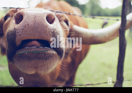 Funny vache longhorn ranch sur les régions rurales avec de grands nez vue tout droit et langue. Banque D'Images