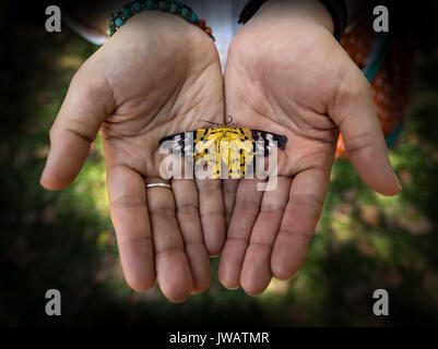 Papillon mort dans Palm Banque D'Images