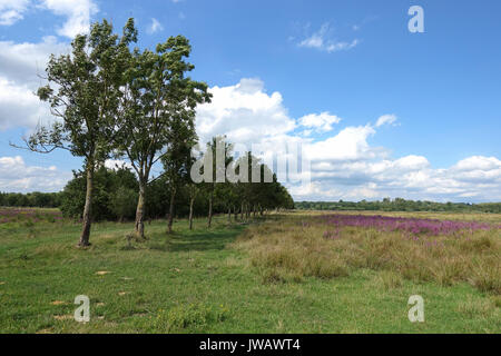 Dal van de Roode Beek, zones humides, prairies, réserve naturelle de Cuijk, Limbourg, Pays-Bas. Banque D'Images