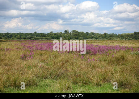 Dal van de Roode Beek, zones humides, prairies, réserve naturelle de Cuijk, Limbourg, Pays-Bas. Banque D'Images