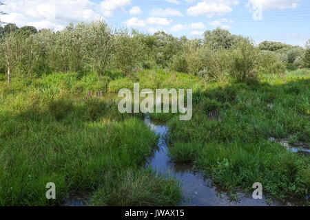 Dal van de Roode Beek, zones humides, prairies, réserve naturelle de Cuijk, Limbourg, Pays-Bas. Banque D'Images