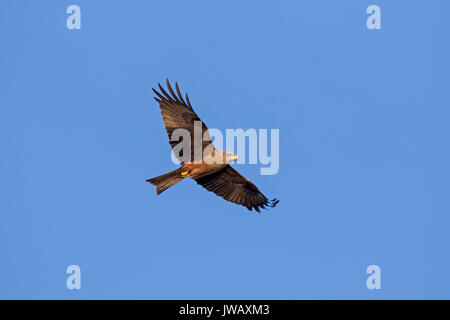 Milan noir (Milvus migrans) en vol sur fond de ciel bleu