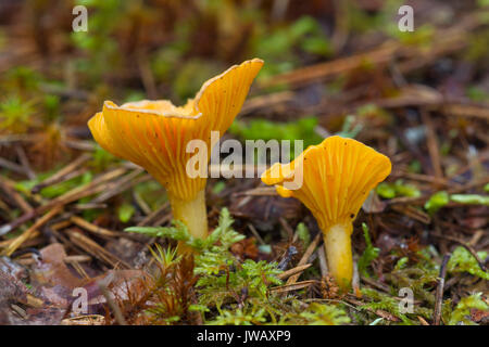 Chanterelle / girolle (Cantharellus cibarius) Champignons comestibles sur le sol de la forêt en automne woodland Banque D'Images