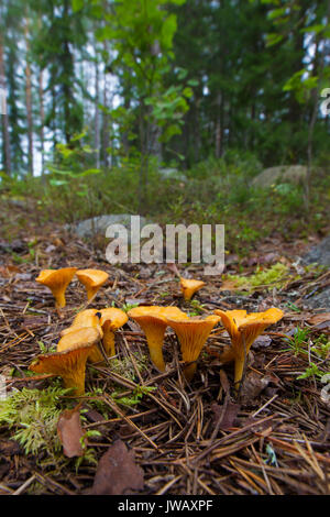 Chanterelle / girolle (Cantharellus cibarius) Champignons comestibles sur le sol de la forêt en automne woodland Banque D'Images