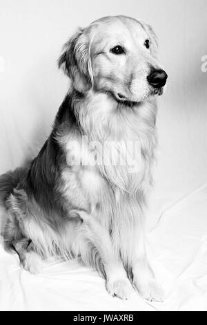 Chat assis chat, chaton, moustaches, pain Banque D'Images