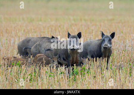 Le sanglier (Sus scrofa) truies avec porcelets traversant une stubblefield en été Banque D'Images