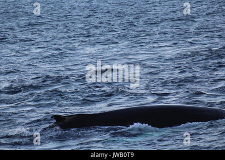 Une baleine à bosse à la surface dans un fjord à l'extérieur de la Norvège Tromso Banque D'Images