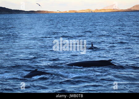 Deux baleines à bosse et un couple d'orques en surface par fjord Tromso avec montagnes et d'oiseaux volant au-dessus Banque D'Images