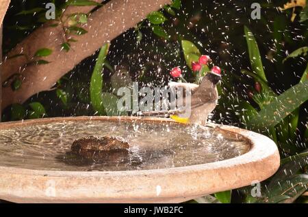 Black Eyed Bulbul baignant dans un bain d'oiseaux de jardin. Le projet de loi les jambes et les pieds sont noirs. Jaune citron caractéristique sous la queue. Se nourrit de graines de fruits et de nectar Banque D'Images