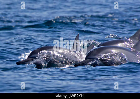 Groupe de grands dauphins - Oman Banque D'Images