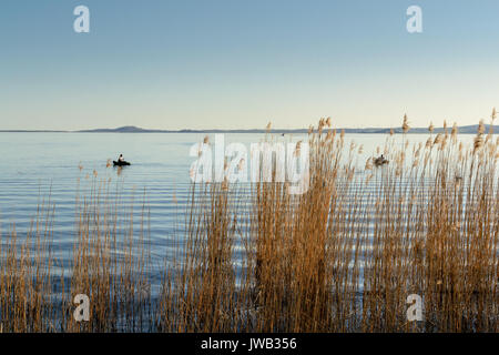 Bateau pêcheur solitaire sur le lac de Bolsena en Italie avec cannes n l'avant-plan. Le format paysage. Banque D'Images