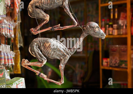 Les foetus de lamas à vendre au marché des sorcières, La Paz, Bolivie, Amérique du Sud Banque D'Images