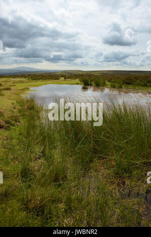 Bogpool sur le haut de la longue Mynd, Shropshire Banque D'Images