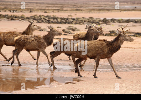 Red Deer à marcher le long de la plage de Blankenberge, Wester Ross, Scotland, UK. Banque D'Images