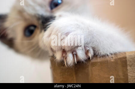 Cat montrant deux pattes sur le dessus d'une boîte en carton, des problèmes de mise au point à l'arrière-plan regardant la caméra, fond blanc Banque D'Images