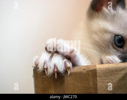 Cat montrant deux pattes sur le dessus d'une boîte en carton, des problèmes de mise au point à l'arrière-plan regardant la caméra, fond blanc Banque D'Images