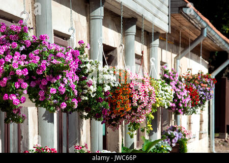 Petunia fleurs en pot sur le mur. Les plantes à fleurs, décoration maison Banque D'Images