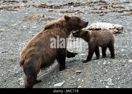 Un ours brun sow et son petit pied sur le caillou spit au McNeil River State Game Sanctuary sur la péninsule de Kenai, en Alaska. Le site distant est accessibles qu'avec un permis spécial et est la plus importante population saisonnière d'ours bruns dans leur environnement naturel. Banque D'Images