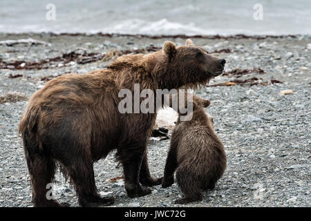 Un ours brun sow et son petit pied sur le caillou spit au McNeil River State Game Sanctuary sur la péninsule de Kenai, en Alaska. Le site distant est accessibles qu'avec un permis spécial et est la plus importante population saisonnière d'ours bruns dans leur environnement naturel. Banque D'Images