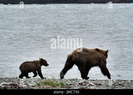 Un ours brun sow et son petit pied sur le caillou spit au McNeil River State Game Sanctuary sur la péninsule de Kenai, en Alaska. Le site distant est accessibles qu'avec un permis spécial et est la plus importante population saisonnière d'ours bruns dans leur environnement naturel. Banque D'Images