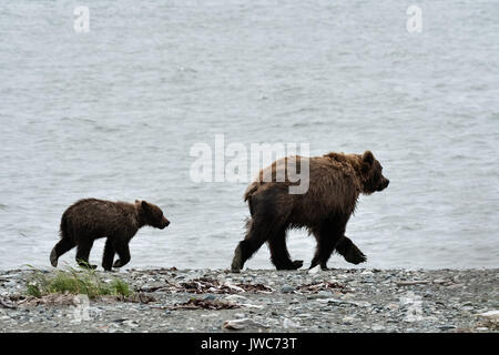 Un ours brun sow et son petit pied sur le caillou spit au McNeil River State Game Sanctuary sur la péninsule de Kenai, en Alaska. Le site distant est accessibles qu'avec un permis spécial et est la plus importante population saisonnière d'ours bruns dans leur environnement naturel. Banque D'Images