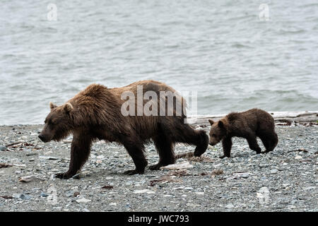 Un ours brun sow et son petit pied sur le caillou spit au McNeil River State Game Sanctuary sur la péninsule de Kenai, en Alaska. Le site distant est accessibles qu'avec un permis spécial et est la plus importante population saisonnière d'ours bruns dans leur environnement naturel. Banque D'Images