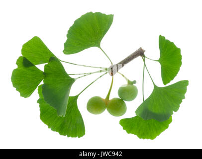 Le ginkgo comme plante médicinale pour la médecine alternative Banque D'Images