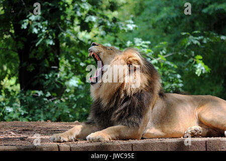 Un lion se détendre dans son habitat avec un fond vert. Banque D'Images