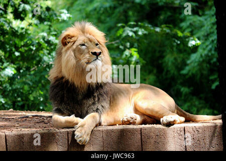 Un lion se détendre dans son habitat avec un fond vert. Banque D'Images