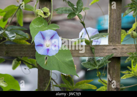 Ipomea 'Inkspots'. Gloire du matin fleur sur un treillis de jardin. UK Banque D'Images