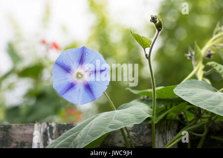 Ipomea 'Inkspots'. Gloire du matin fleur sur un treillis de jardin. UK Banque D'Images